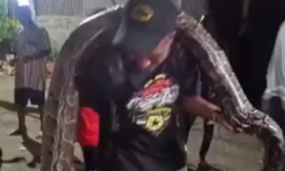 •A man carrying the python killed in Dolphin Estate