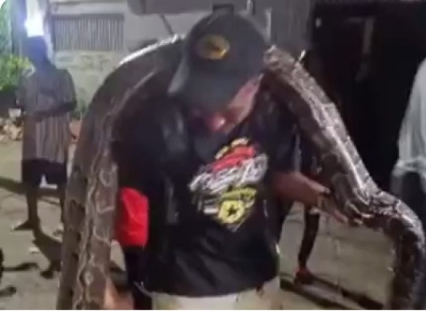 •A man carrying the python killed in Dolphin Estate