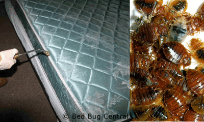 Bed Bug Control