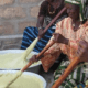Shea butter: New gold mine for women