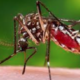 No treatment for Dengue fever, exercise caution — NCDC