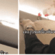 Chaos on flight as snake crawls out of plane's overhead bin