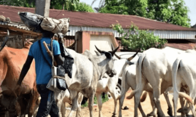 Fulani Bororos terrorizing Ekiti, Father of student who escaped reveals