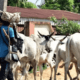 Fulani Bororos terrorizing Ekiti, Father of student who escaped reveals