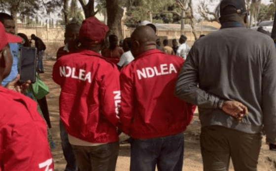 Female Lawyer nabbed with hard drugs as NDLEA raids criminal hideouts in Abia