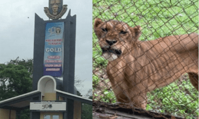 Lion kills OAU Zoo Keeper during feeding