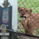 Lion kills OAU Zoo Keeper during feeding