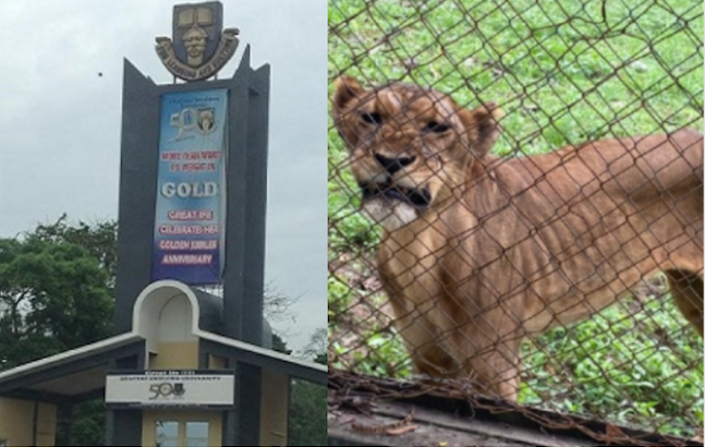 Lion kills OAU Zoo Keeper during feeding