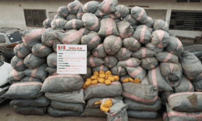 NDLEA seizes 44,948kg drugs, vehicles in Lagos, Edo, Ondo raids