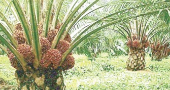 Unlocking Enugu State's Economic Potential: A Collaborative Approach