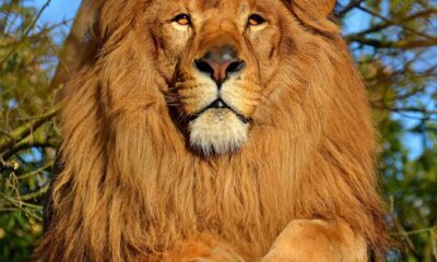 Lion kills handler at Obasanjo Presidential Library zoo