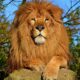 Lion kills handler at Obasanjo Presidential Library zoo