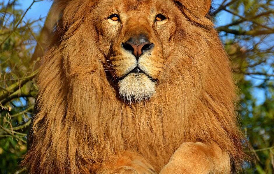 Lion kills handler at Obasanjo Presidential Library zoo