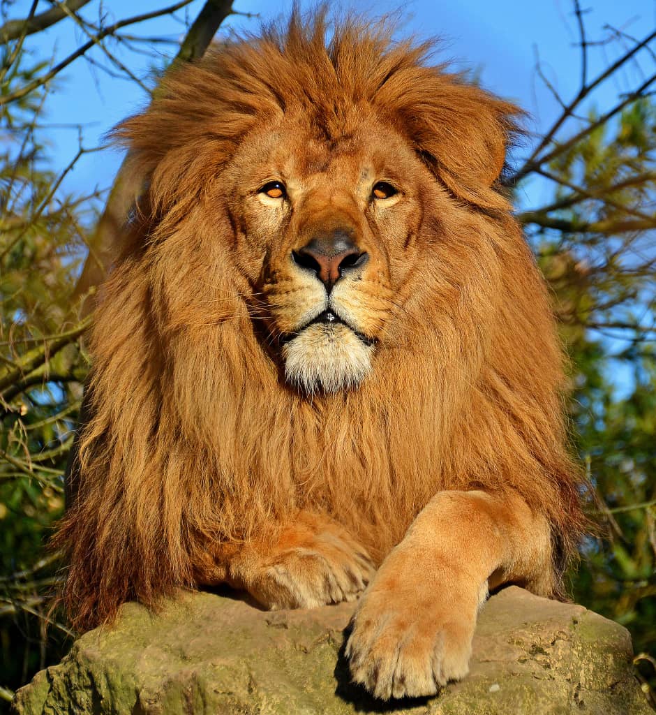 Lion kills handler at Obasanjo Presidential Library zoo